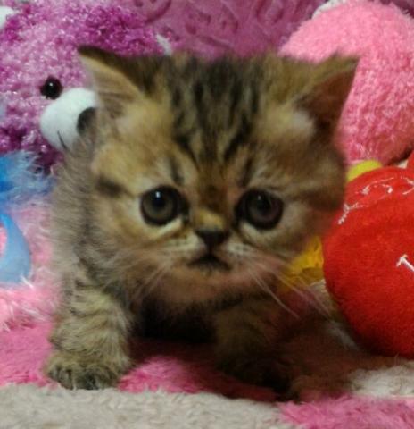 エキゾチックショートヘアー