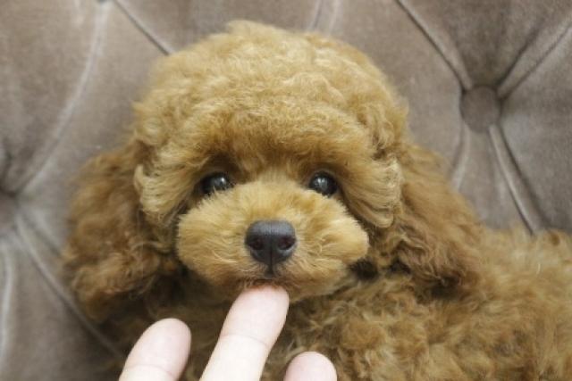 トイプードル