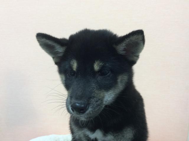 柴犬