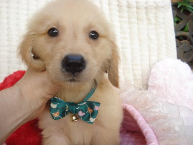 ゴールデンレトリーバー