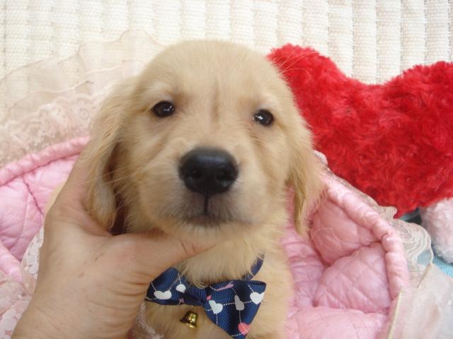 ゴールデンレトリーバー