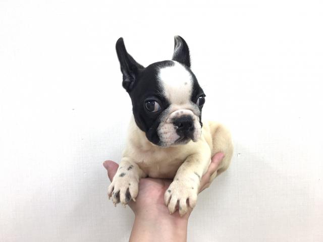 フレンチブルドッグ