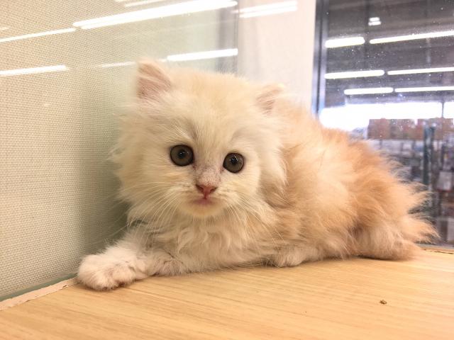 ミヌエット（旧ナポレオン）