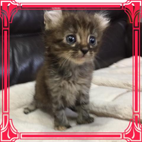 アメリカンカール