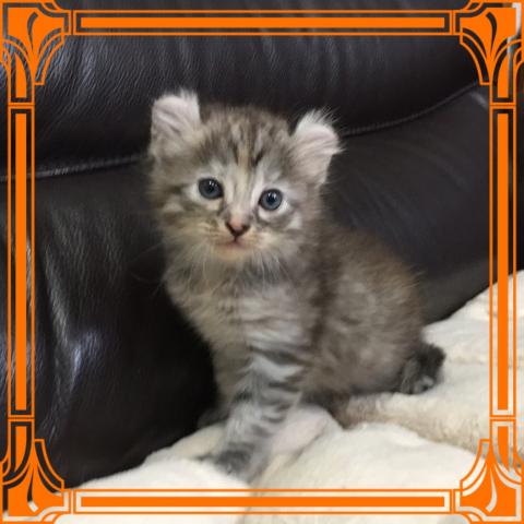 アメリカンカール