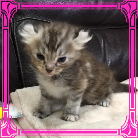 アメリカンカール