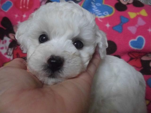 ビションフリーゼ