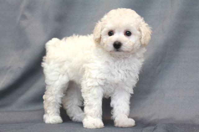 トイプードル