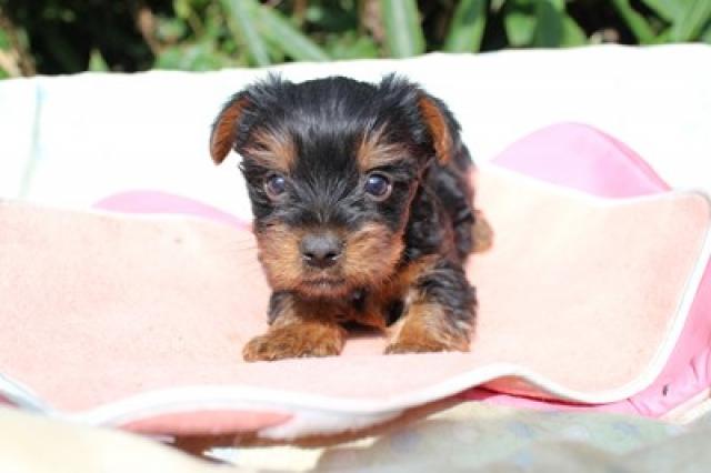 ヨークシャーテリア