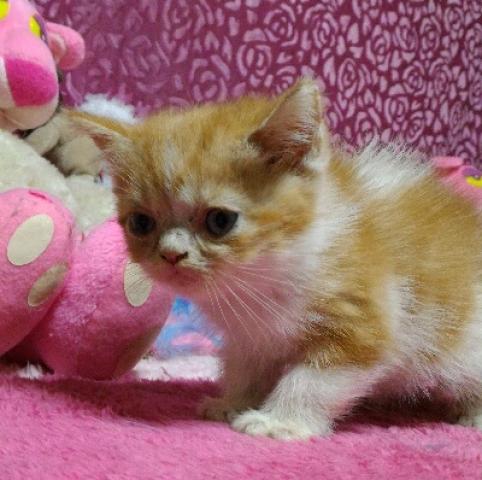 エキゾチックショートヘアー