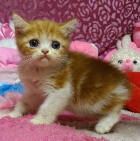 エキゾチックショートヘアー