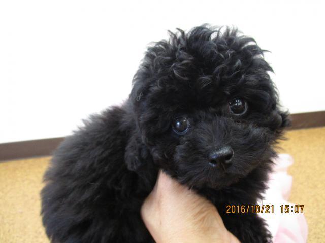 トイプードル