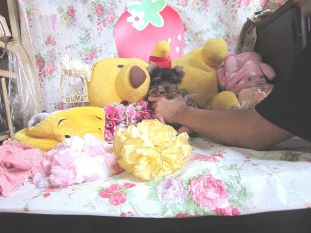 ヨークシャーテリア