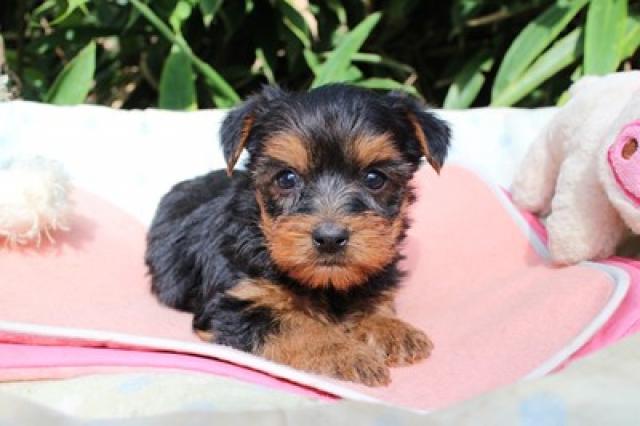 ヨークシャーテリア