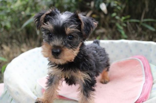 ヨークシャーテリア