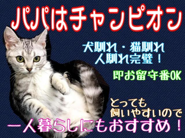 アメリカンショートヘアー