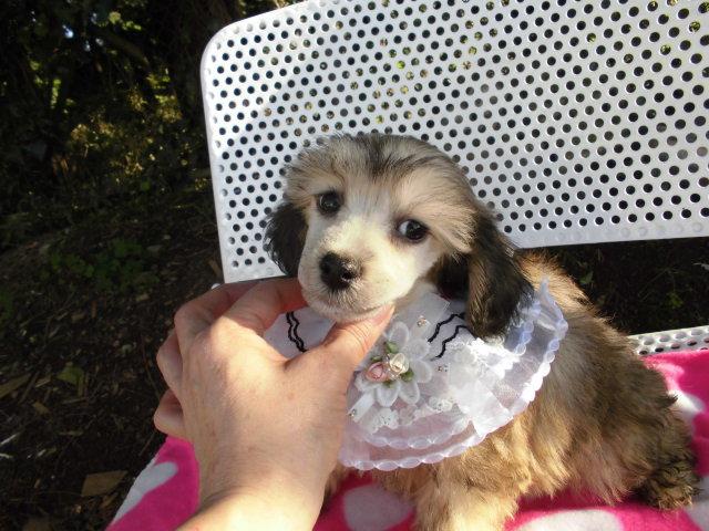 チャイニーズクレステッドドッグパウダーパフ