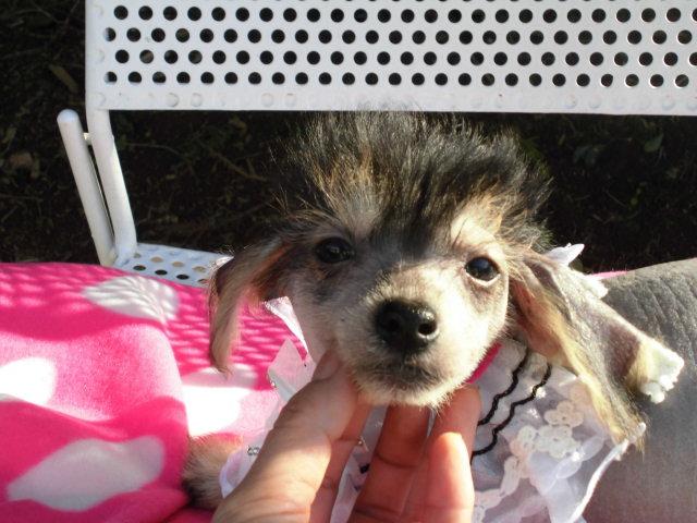 チャイニーズクレステッドドッグへアレス