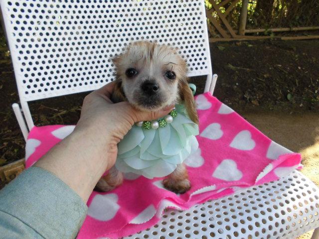 チャイニーズクレステッドドッグへアレス