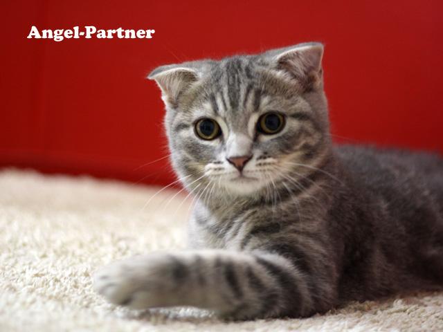 スコティッシュフォールド