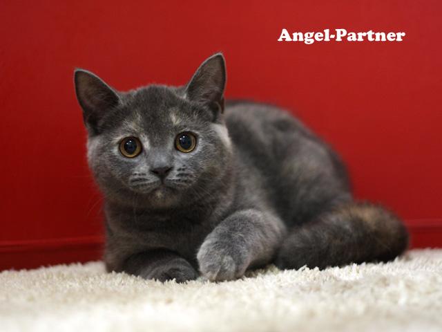 スコティッシュフォールド