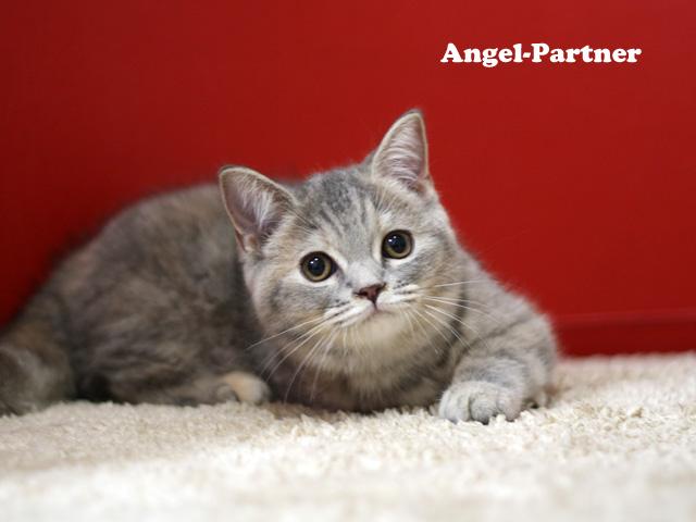 スコティッシュフォールド