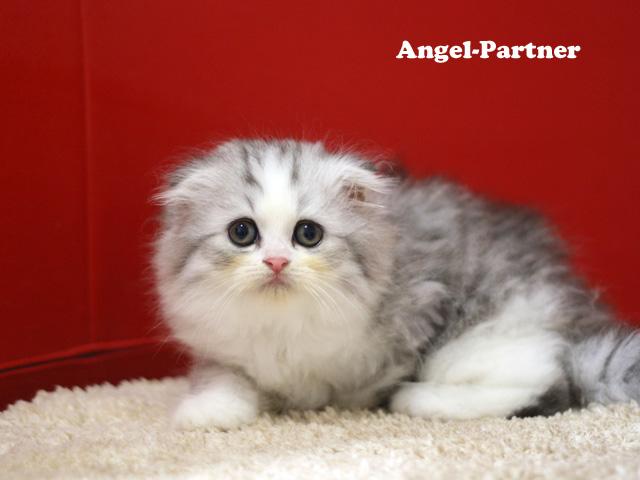 スコティッシュフォールド