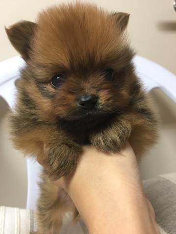 ポメラニアン