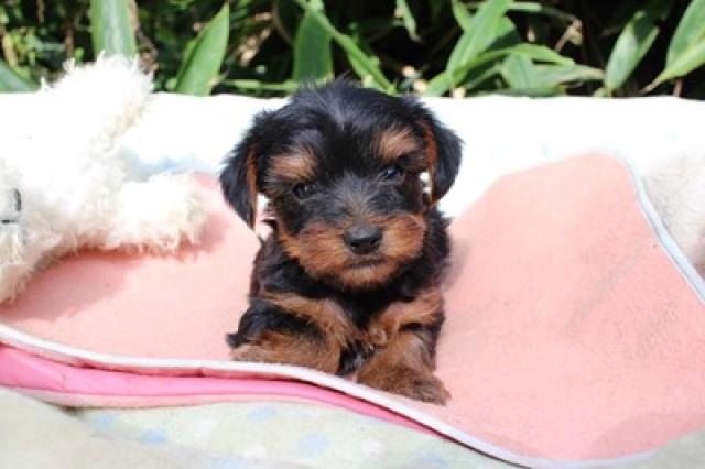 ヨークシャーテリア