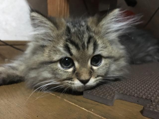 ペルシャ・ヒマラヤン