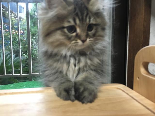 ペルシャ・ヒマラヤン