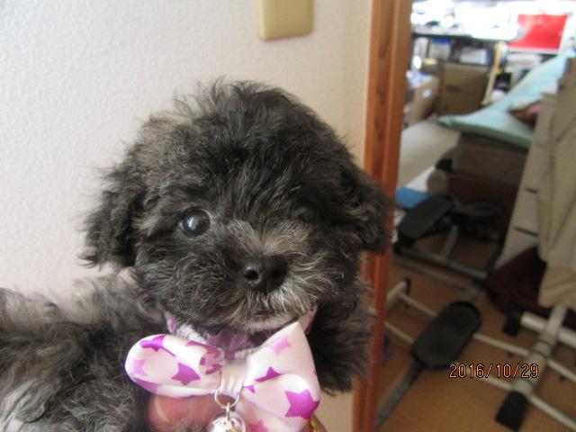 トイプードルティーカップ～小ぶりタイニー