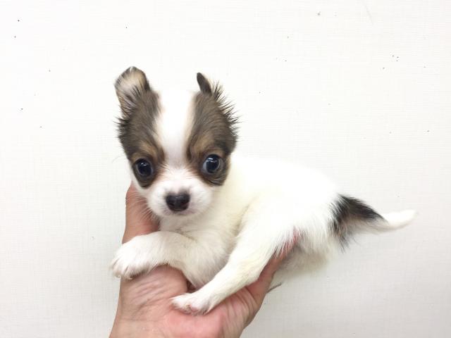 チワワ(ロングコート)