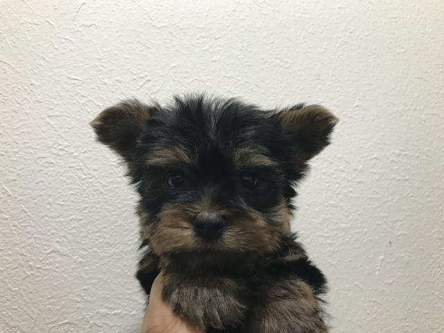 ヨークシャーテリア