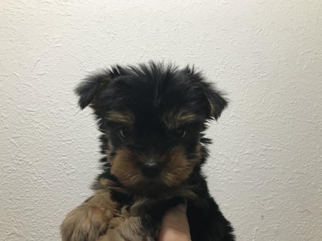 ヨークシャーテリア