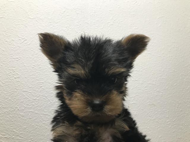 ヨークシャーテリア