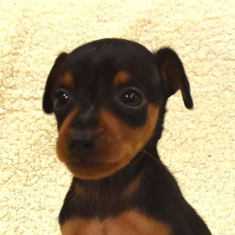 ミニチュアピンシャー