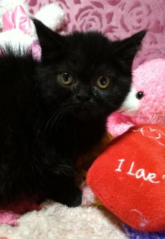 エキゾチックショートヘアー