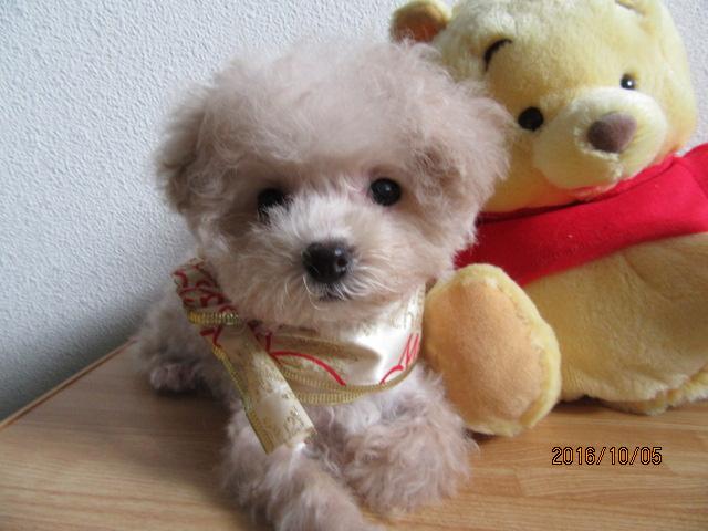 トイプードルマルチーズ ミックス