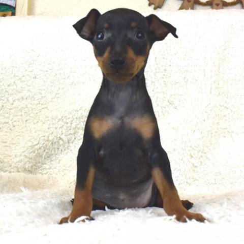 ミニチュアピンシャー