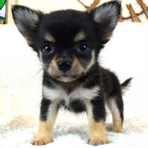 チワワ(ロングコート)