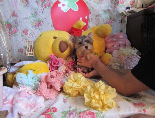 ヨークシャーテリア