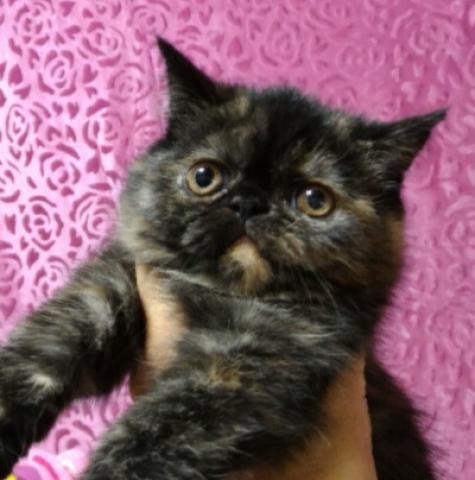 エキゾチックショートヘアー