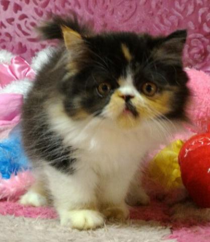 エキゾチックショートヘアー