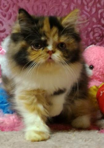 エキゾチックショートヘアー