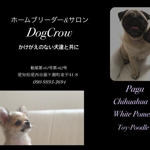 DogCrow