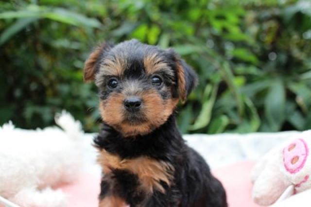 ヨークシャーテリア