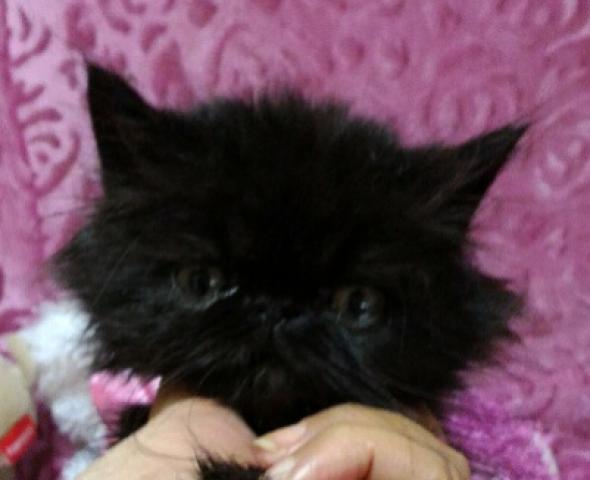 エキゾチックショートヘアー