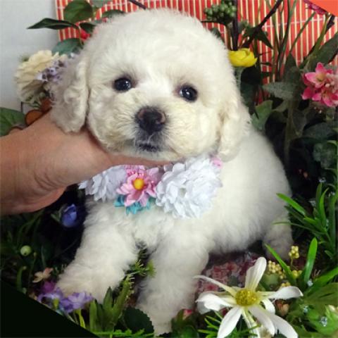 ビションフリーゼ