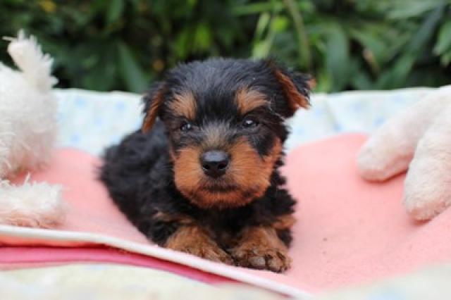 ヨークシャーテリア